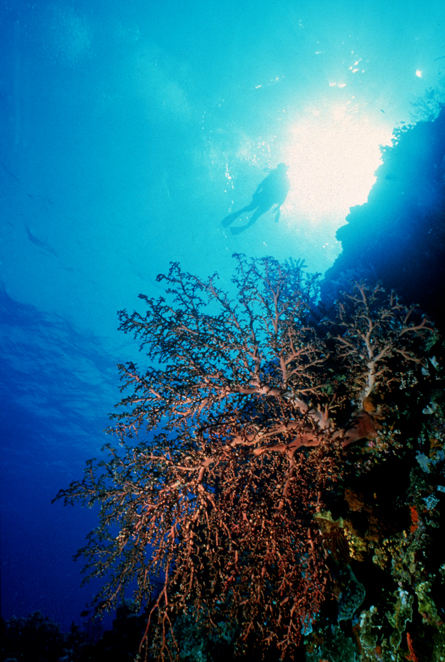 Diver and Gorgonia