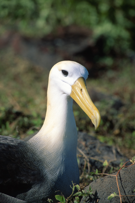 Waved Albatross - Galapagos