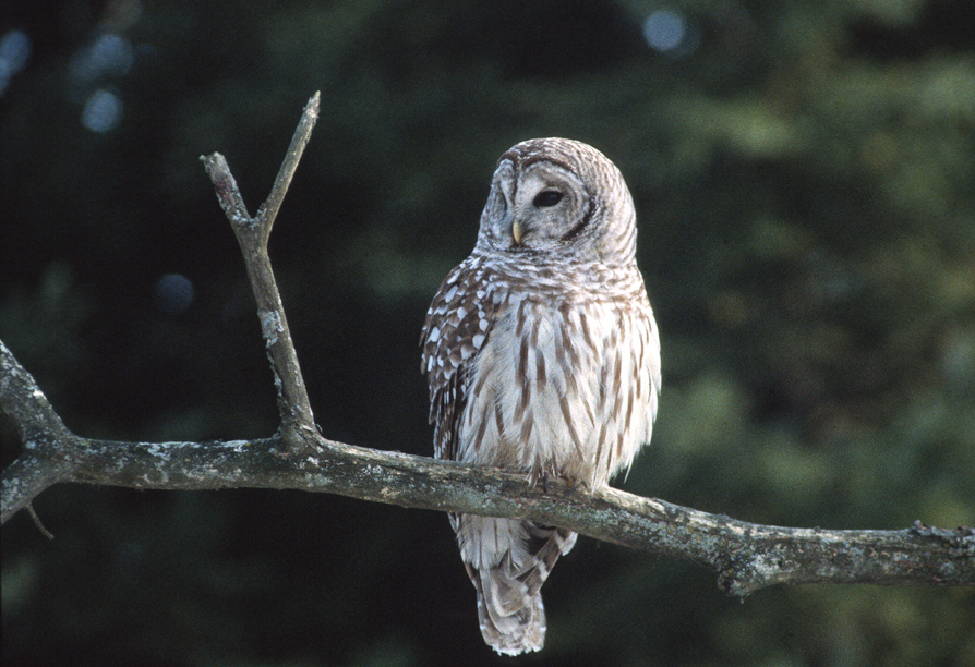 Barred Owl