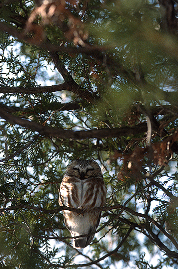 Day Roosting Sawhet Owl