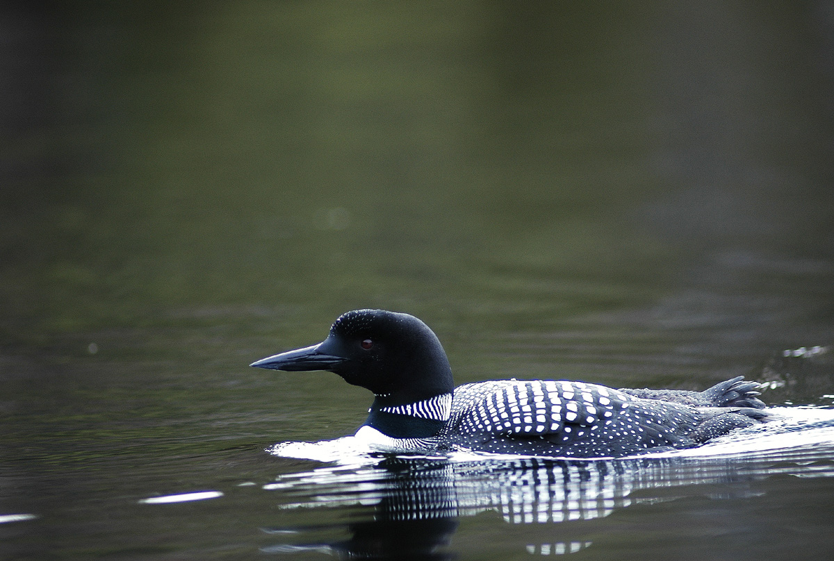 Common Loon Profile