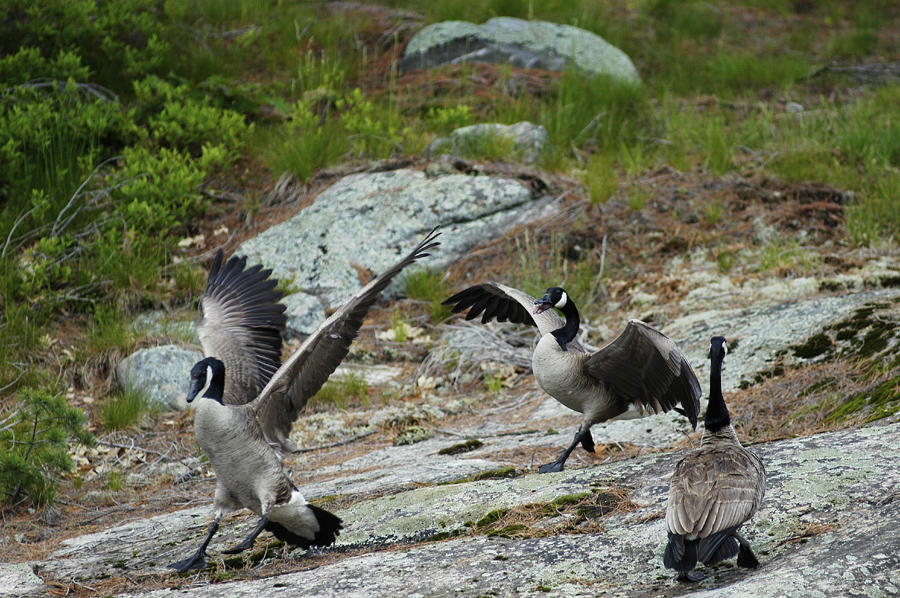 Defending Mate & Brood