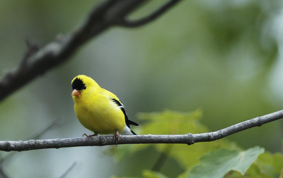 Male Goldfinch