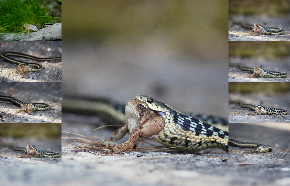 Collage of the Toad and Snake