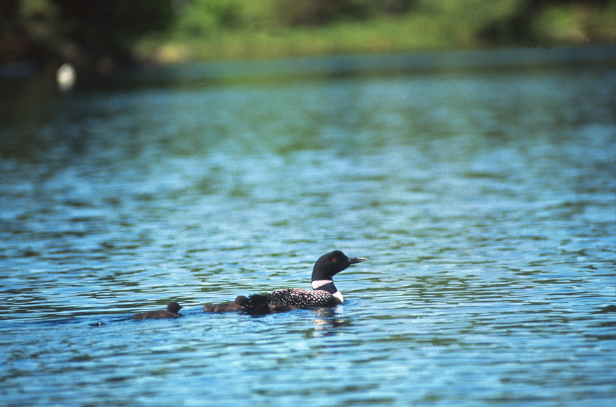 Common Loon With the Kids