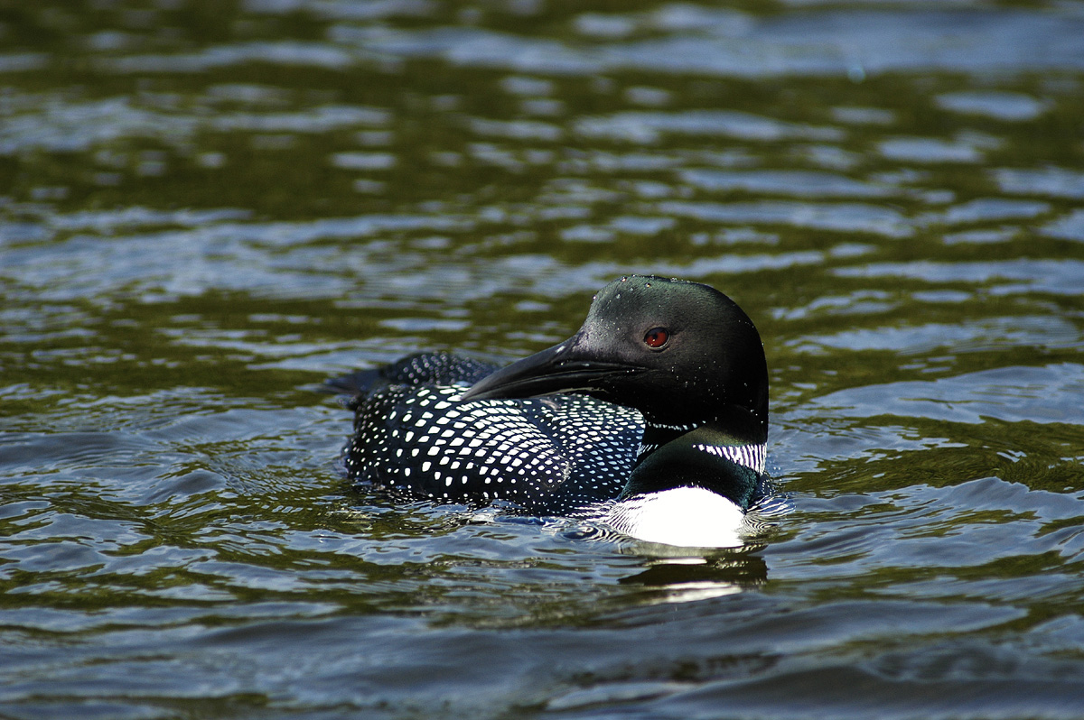 Common Loon Posing