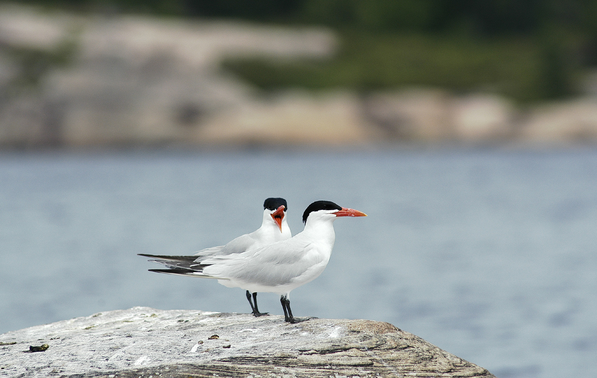 You Havent Heard a Thing Ive Said!