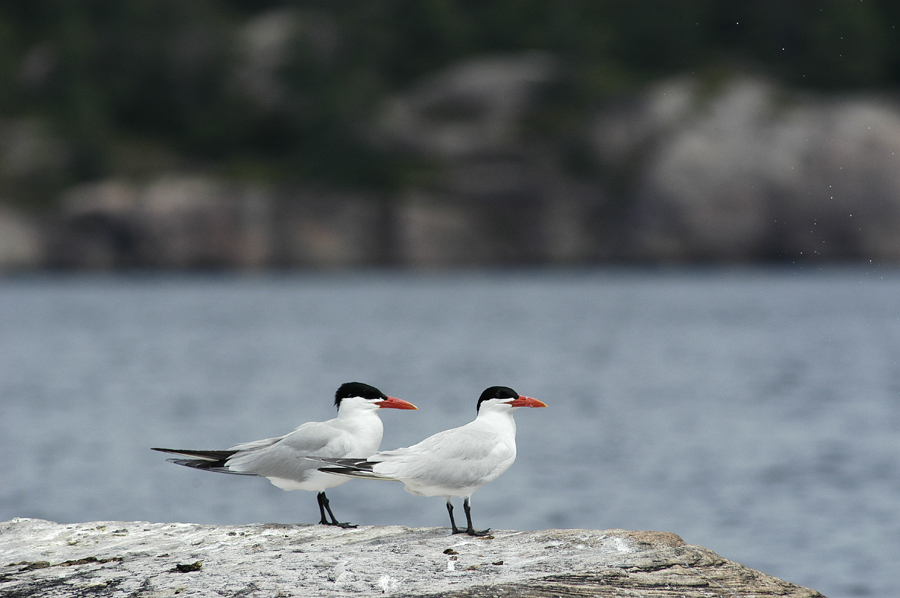 Arctic Tern Pair