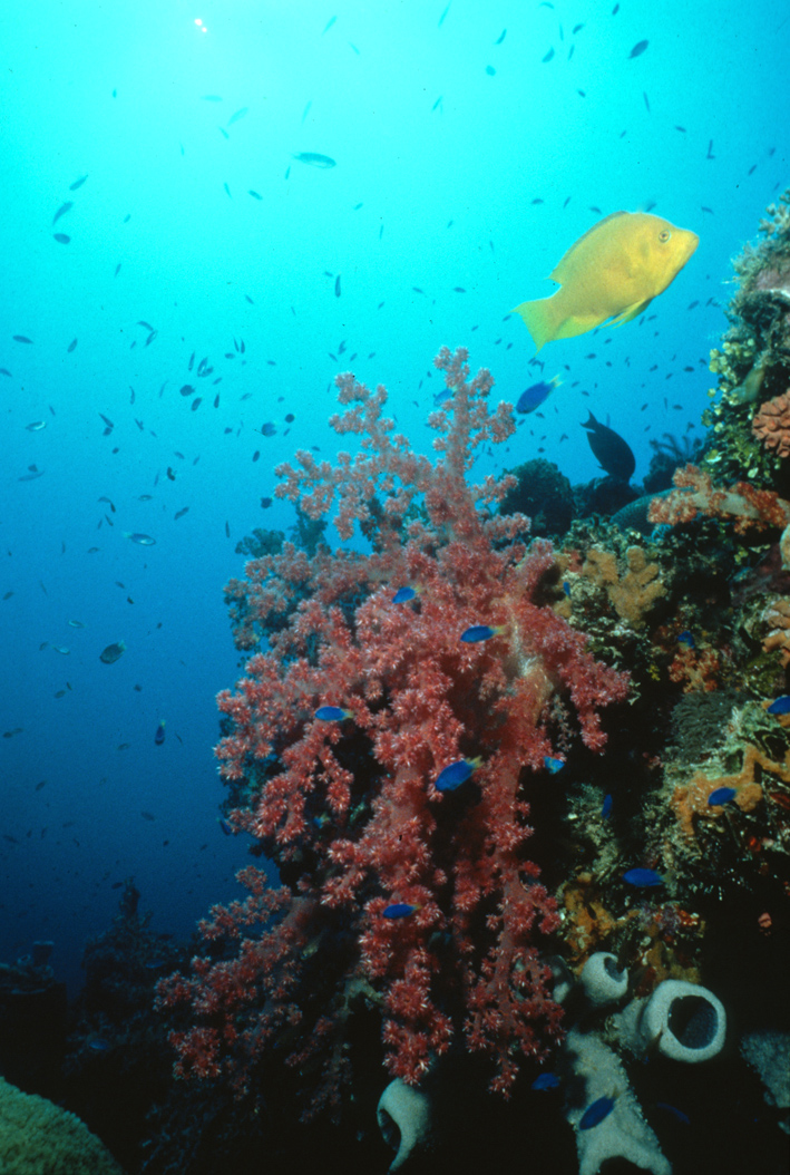 Pretty Papua New Guinea Reef
