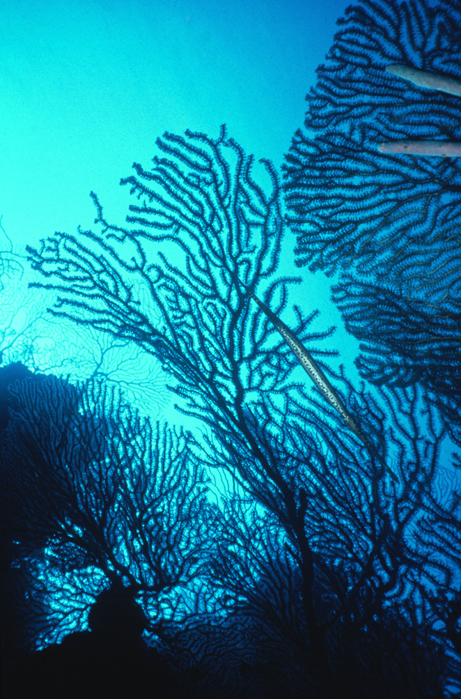 Bahamas Gorgonia and Trumpetfish