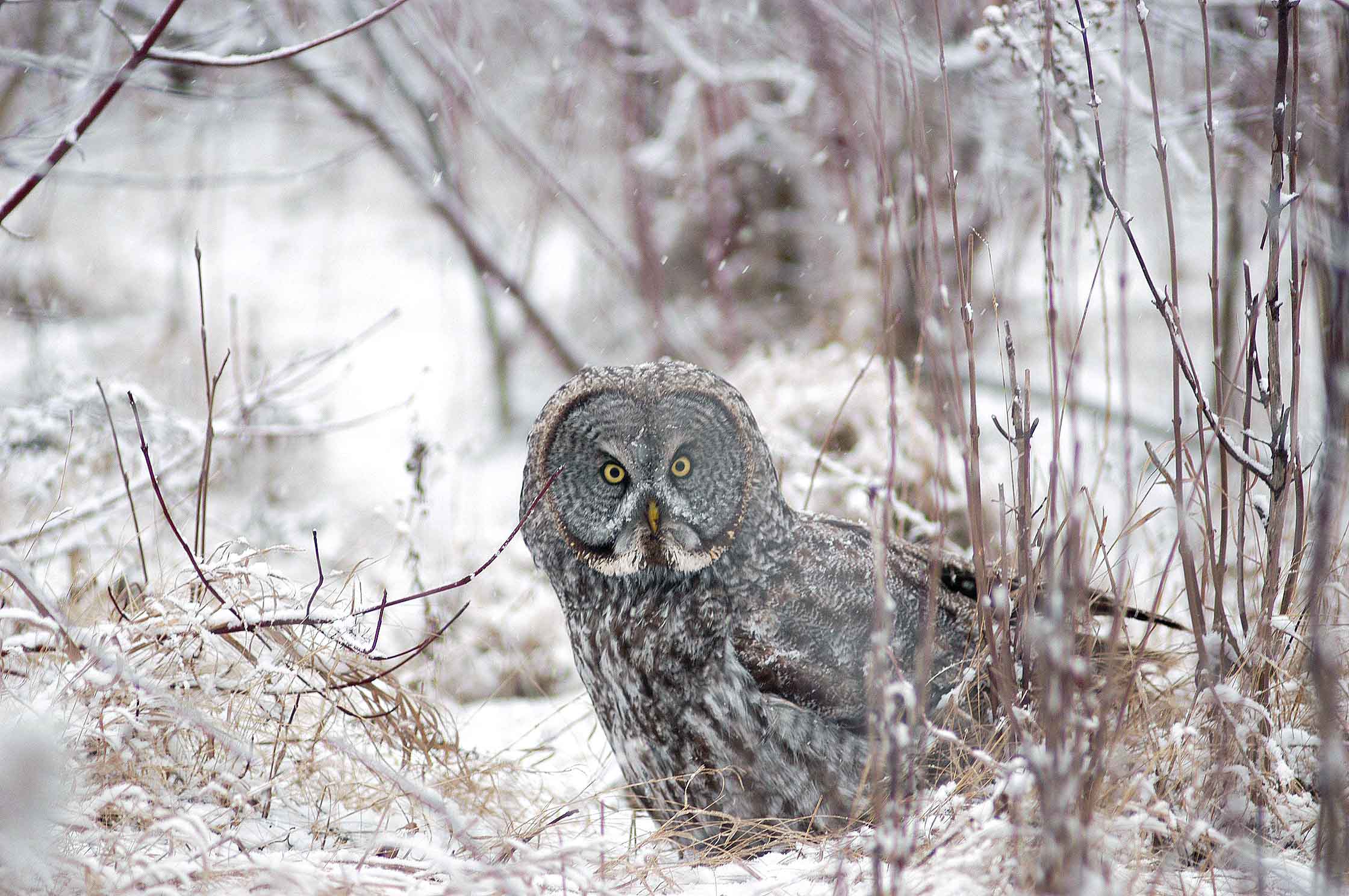 Great Grey Owl Hunting