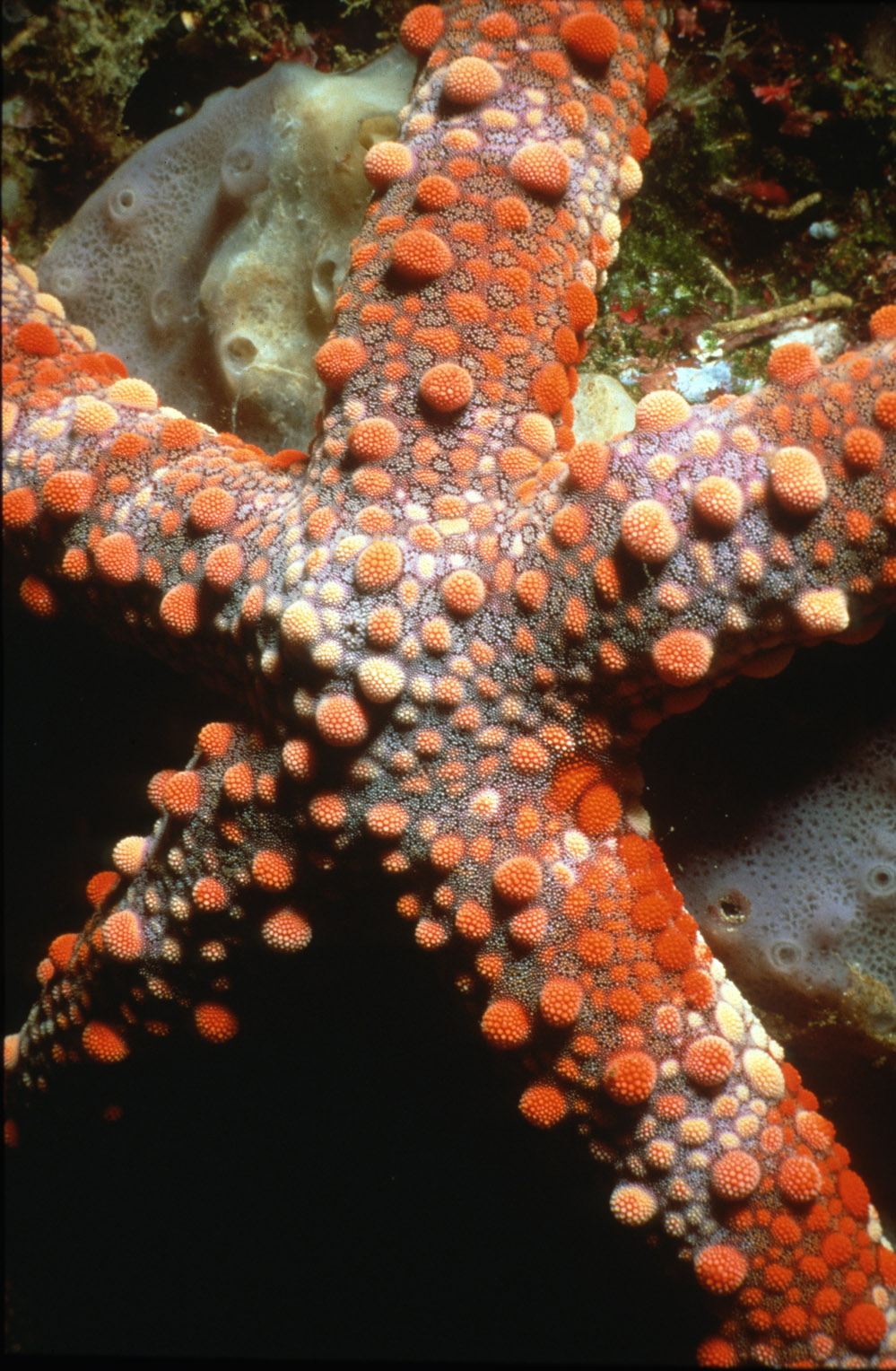 Galapagos Starfish