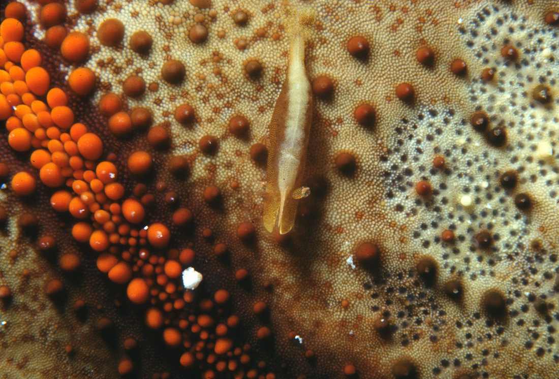 Copepod On Pillowstar