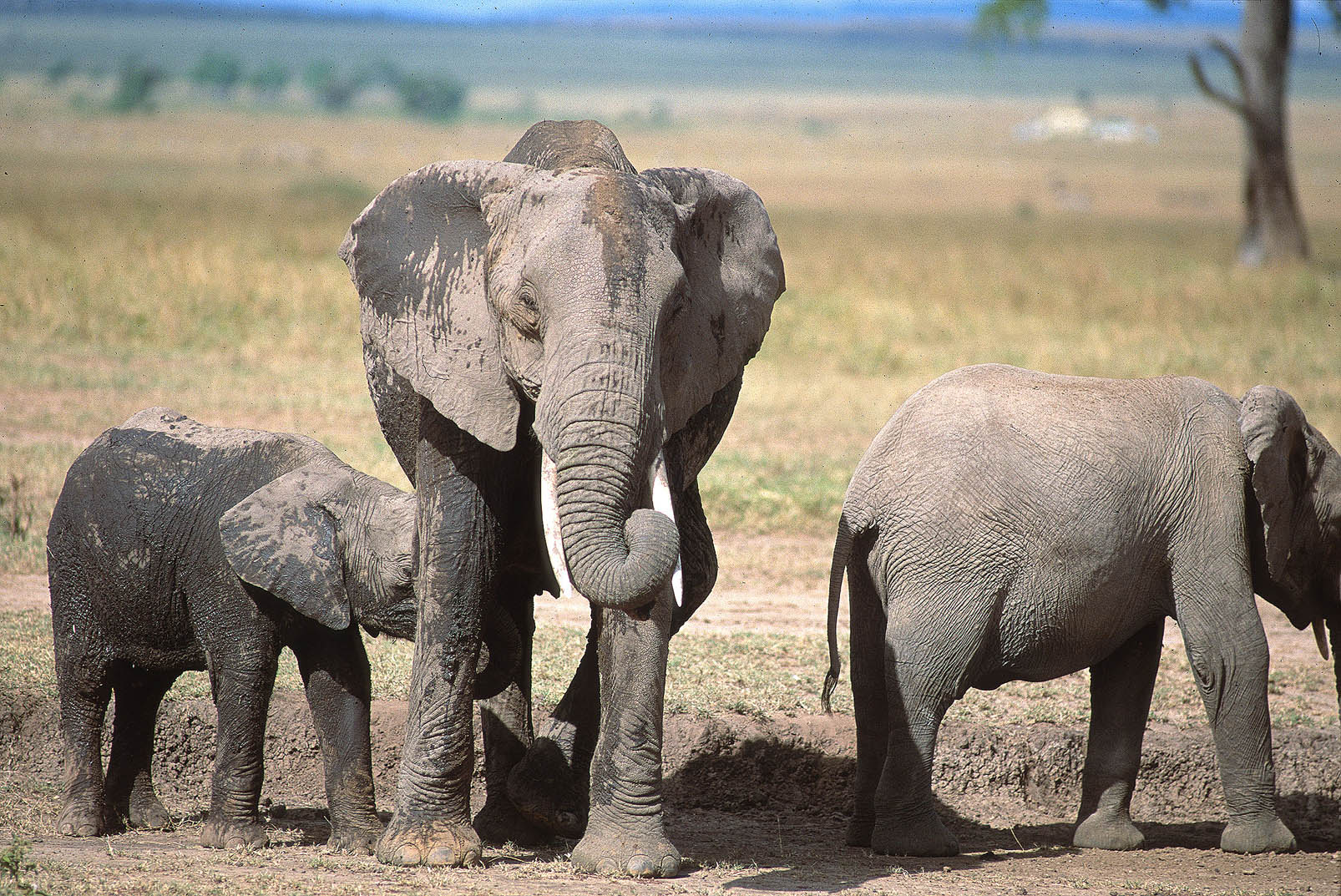 Elephant Family In Masai Mara