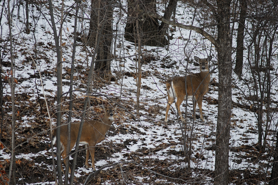 White-tailed Deer - Toronto Airport
