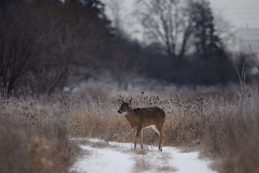 Buck Calling To The Does
