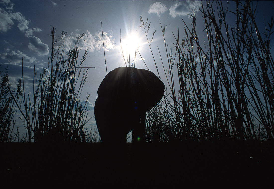Botswana Elephant Silhouette