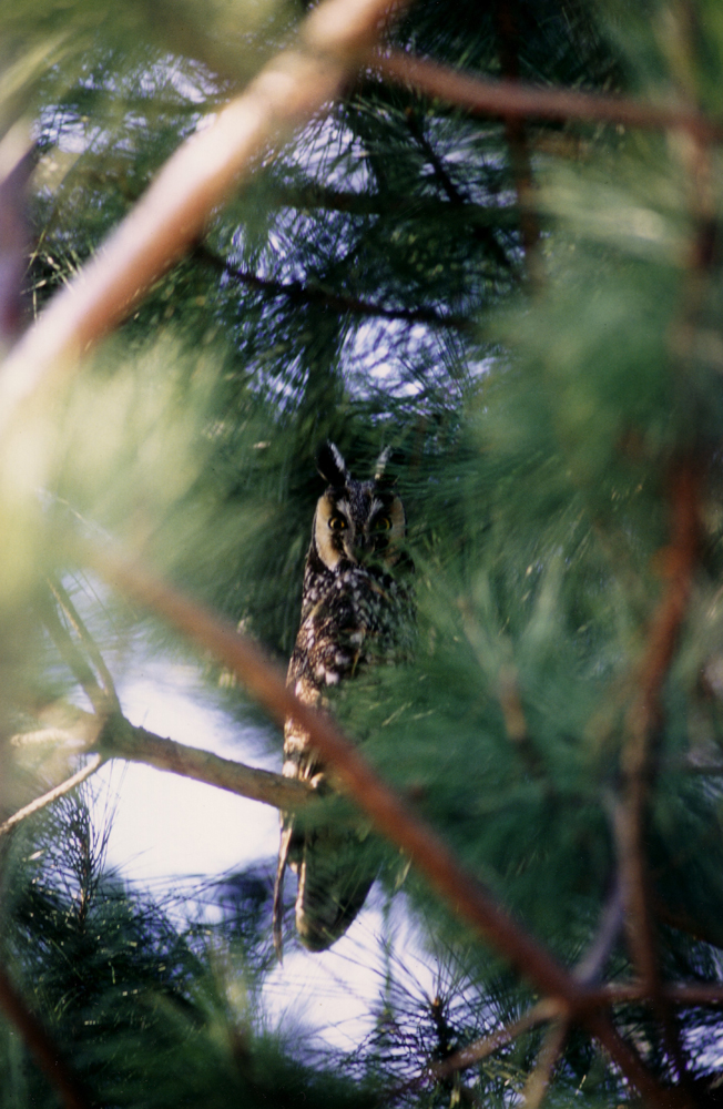 Long-Eared Owl