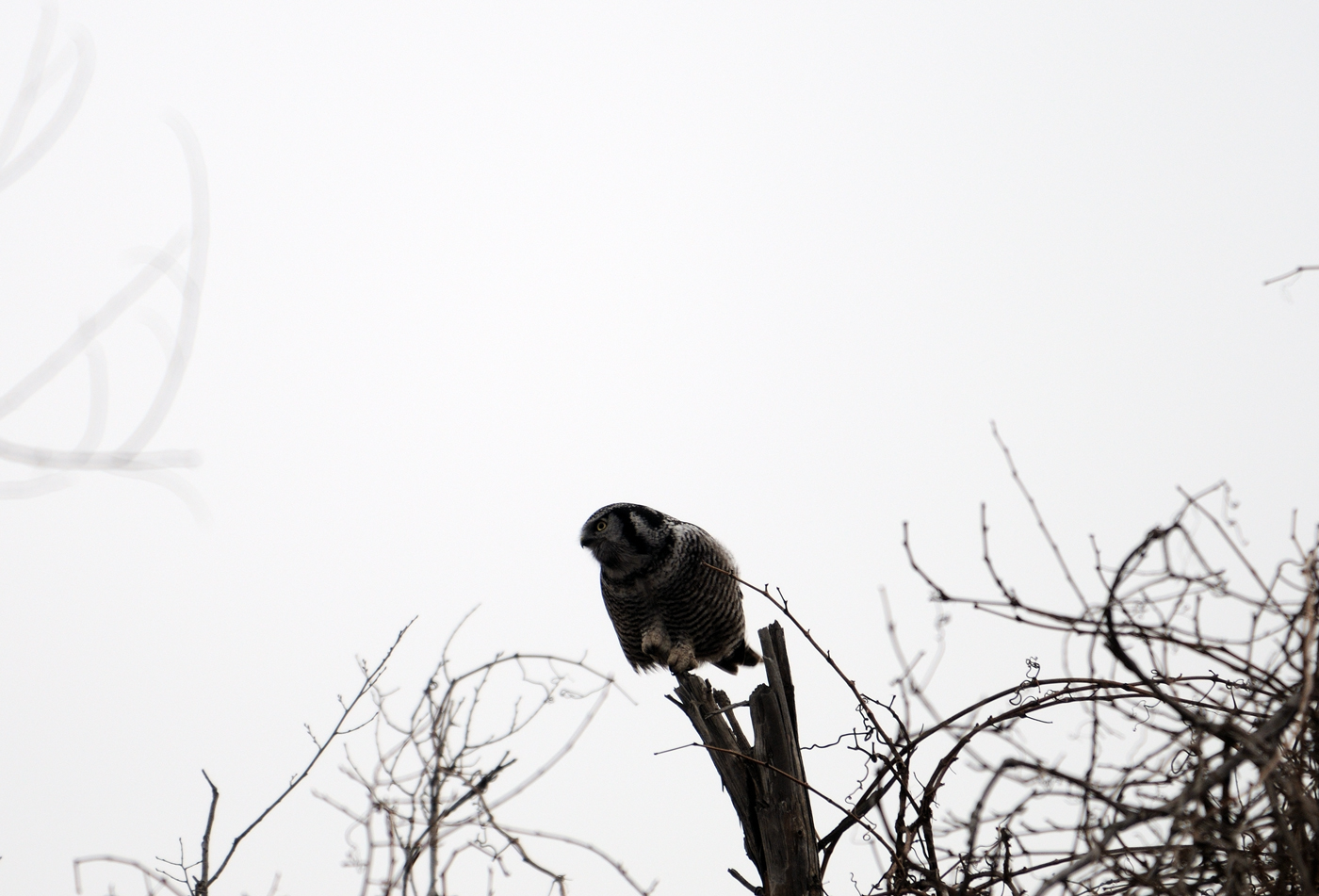Northern Hawk Owl Poised For Flight