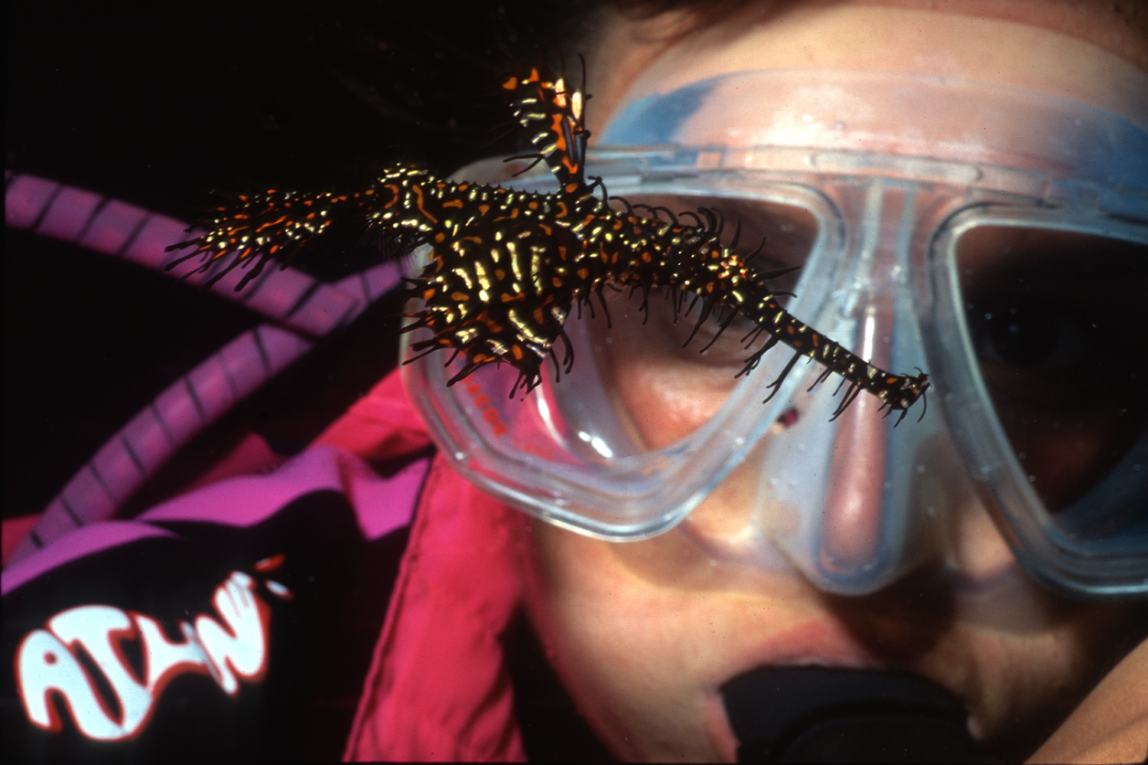 Harlequin Ghost Pipefish