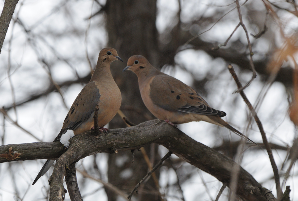 Mourning Doves