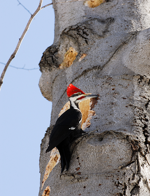 Pileated Woodpecker