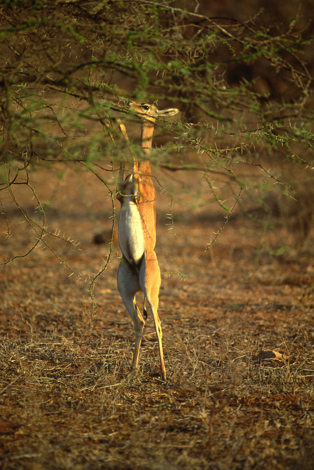 Gerenuk - Samburu Kenya