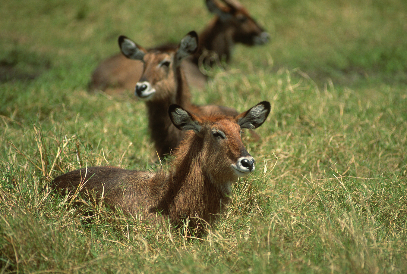 Antelope From a Unique Angle