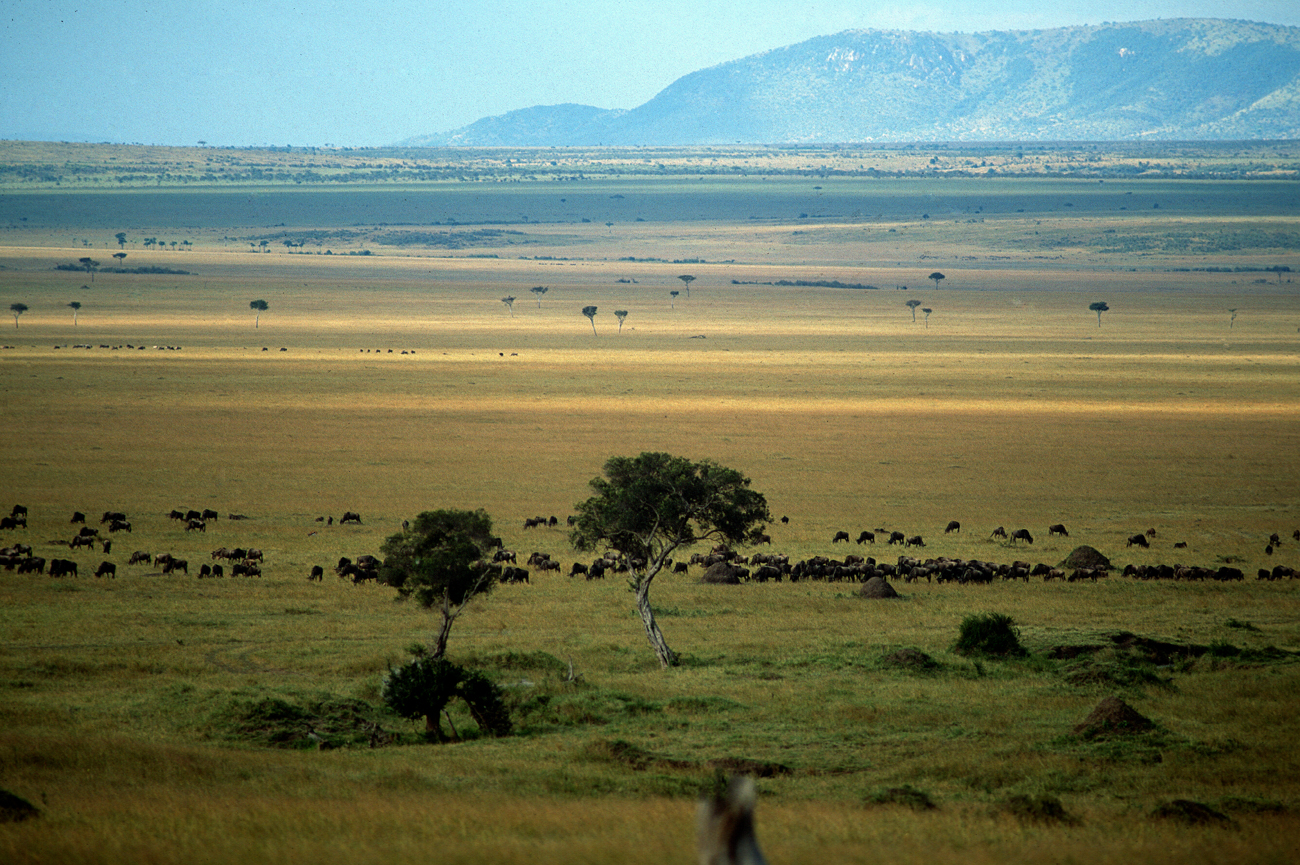 The Wide Expanse of Masai Mara