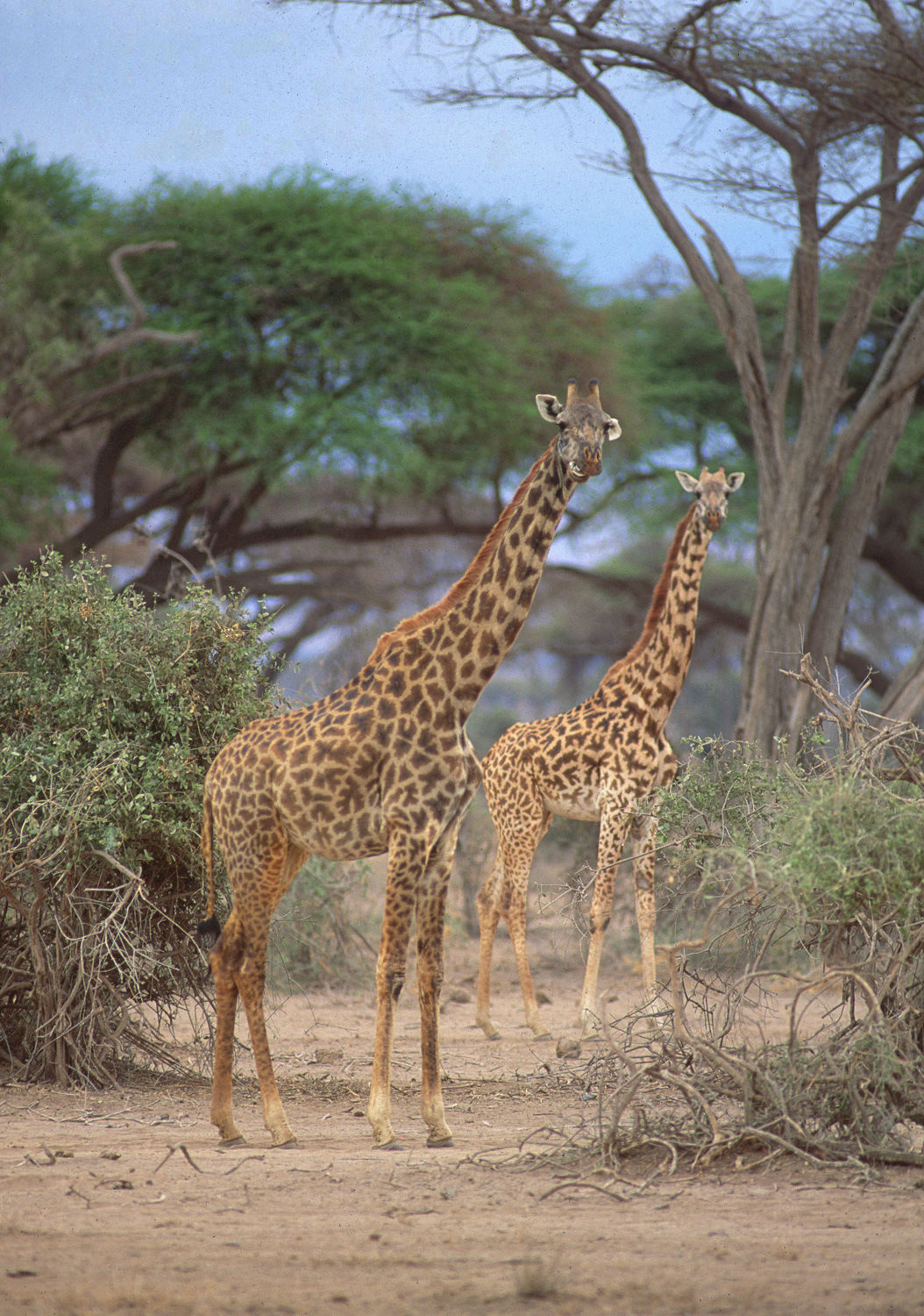 Reticulated Giraffes