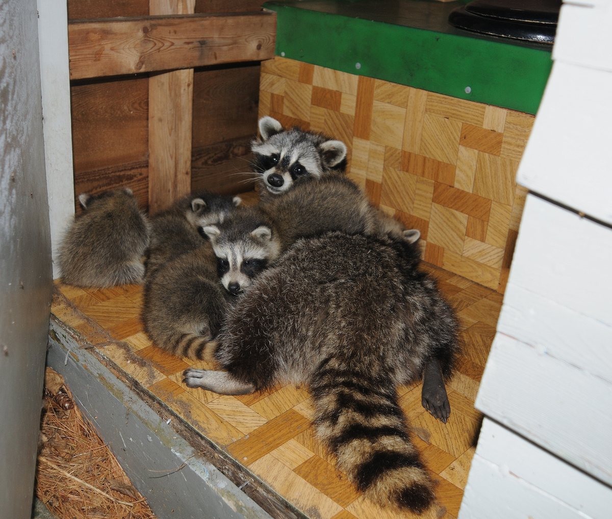 The Outhouse Mansion