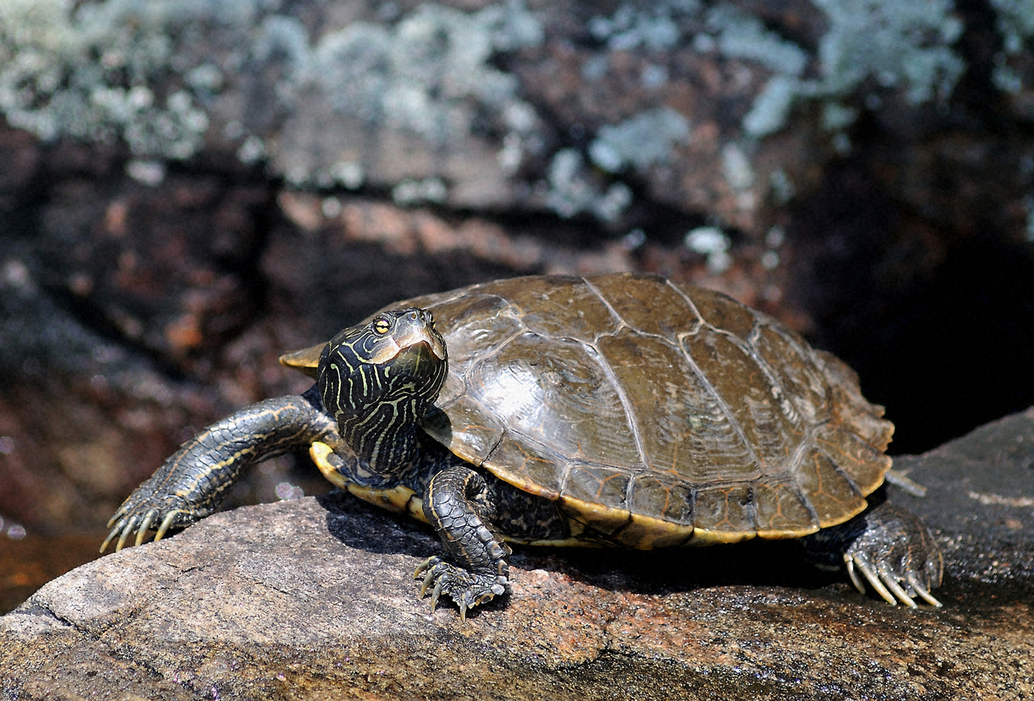 Old Painted Turtle Showing Off