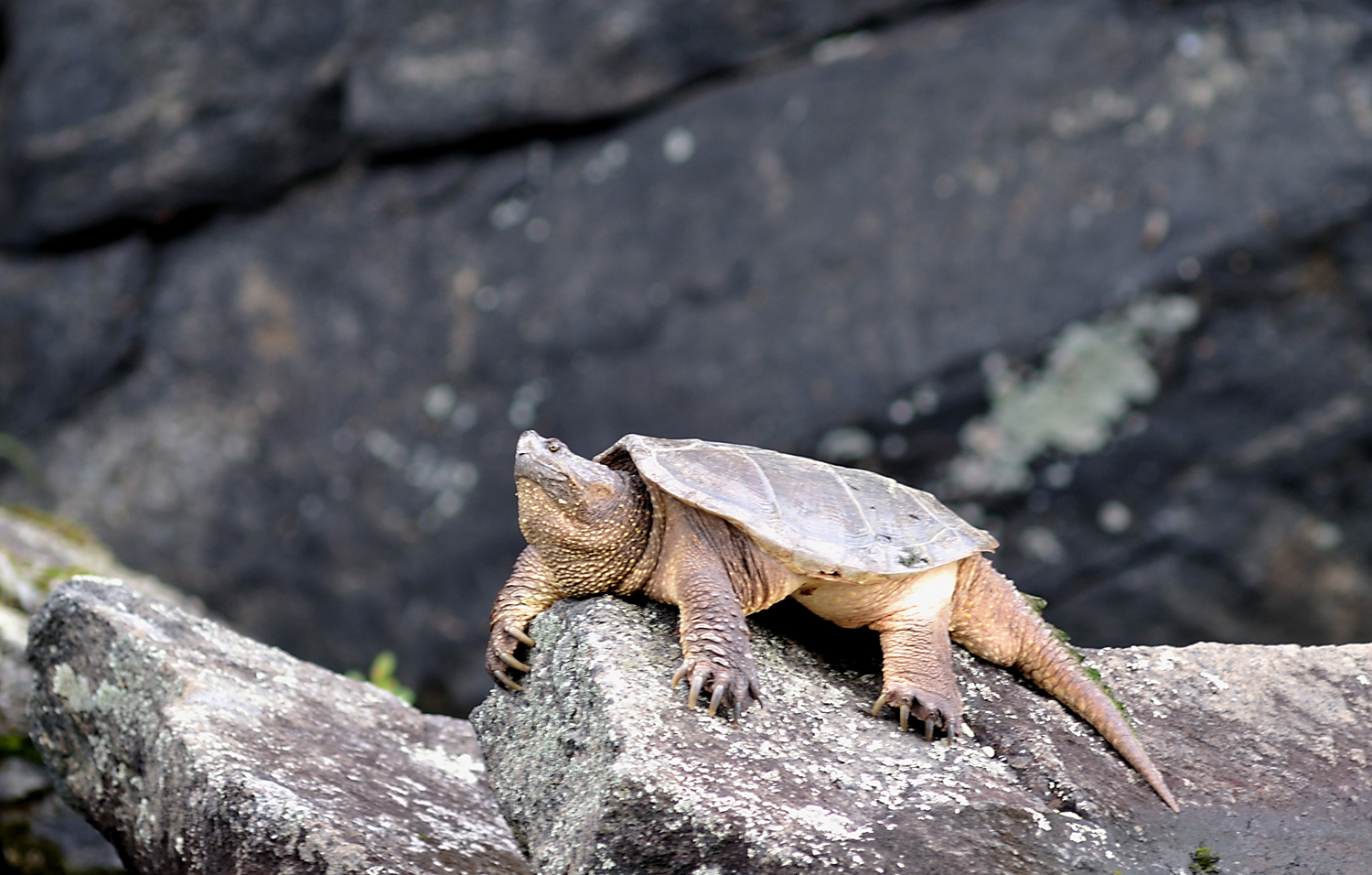 Snapping Turtle Relaxing