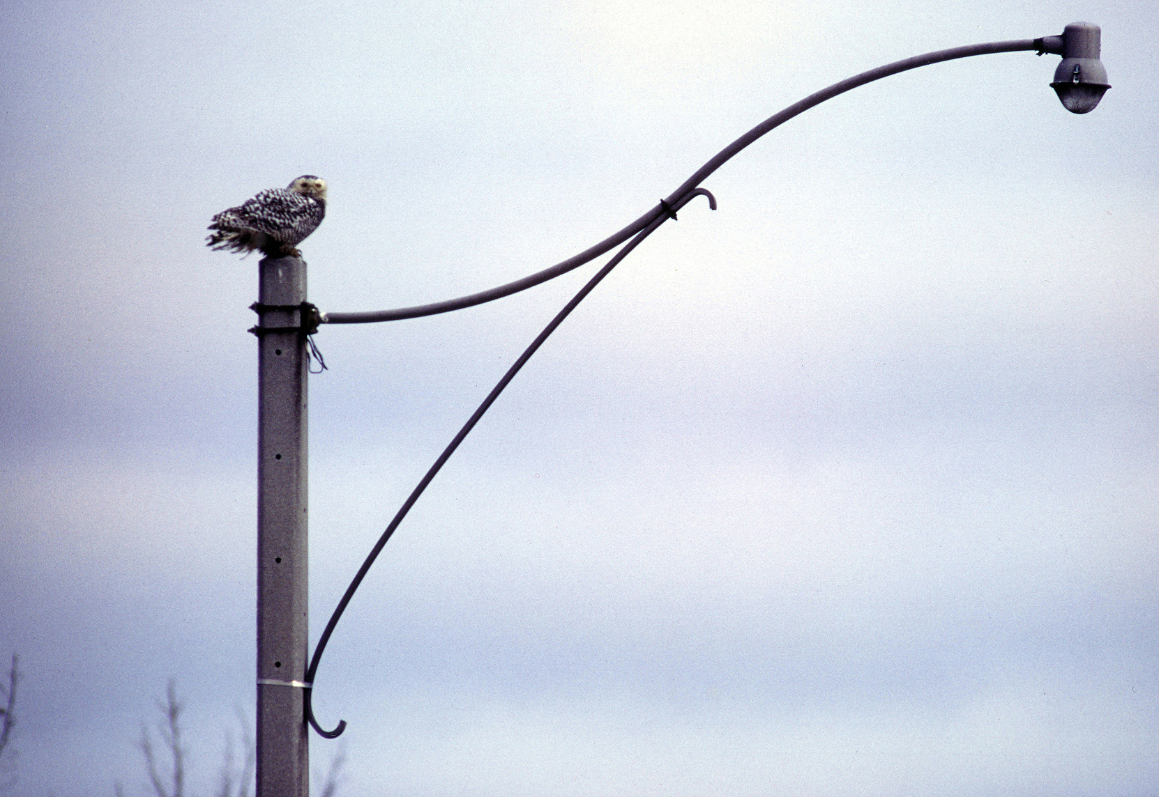 Snowy Owl in Toronto Park