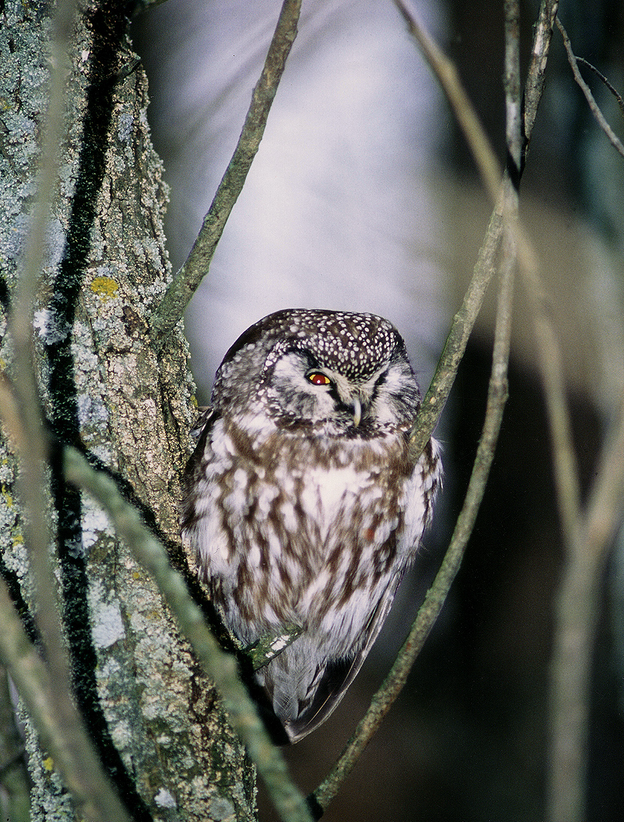 Boreal Owl Irruption