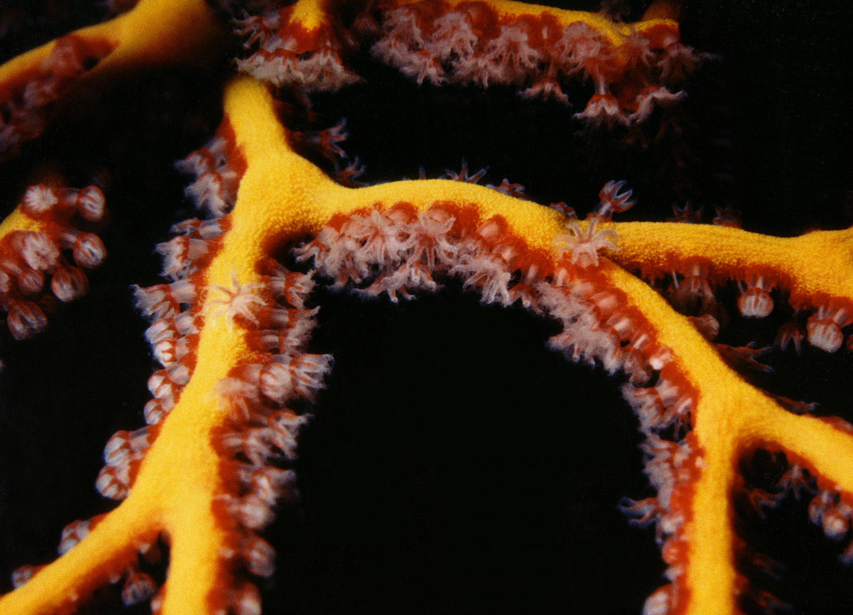 South Pacific Gorgonian - Close Up