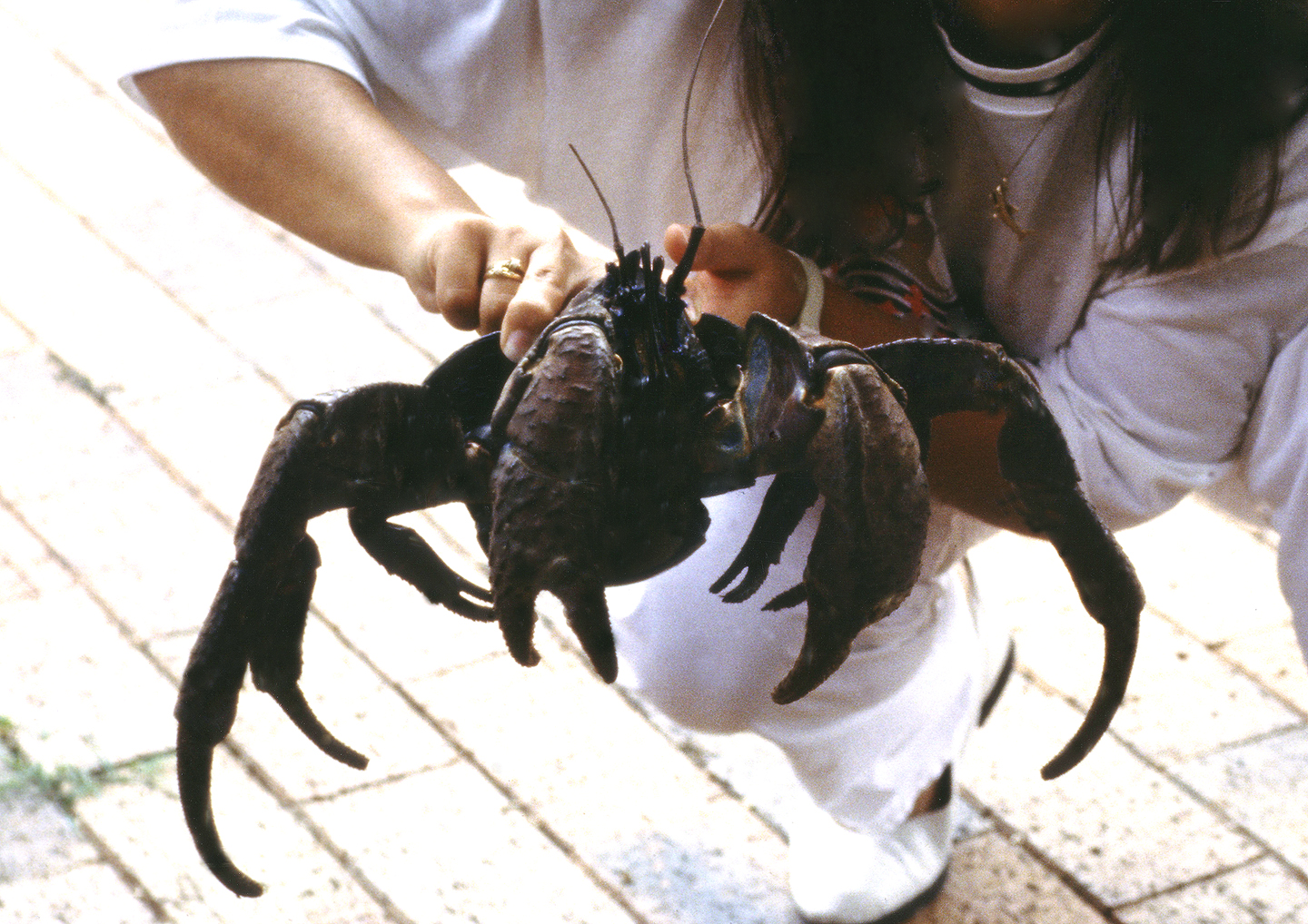 The Rare and Endangered Coconut Crab