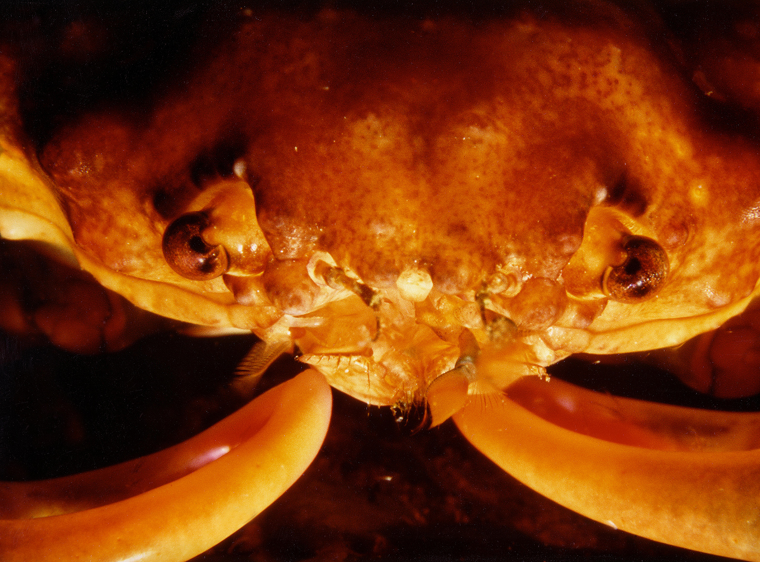 Common Bahamas Crab