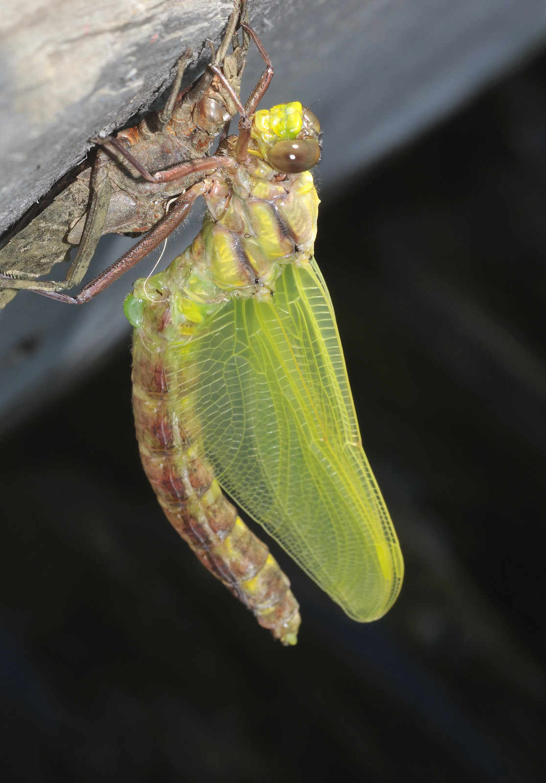 Emerging Dragonfly