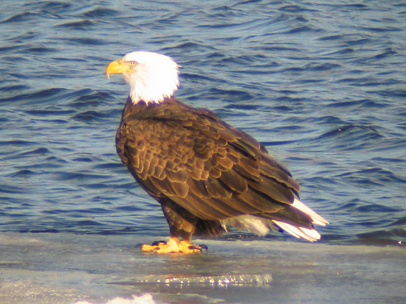 Bald Eagle
