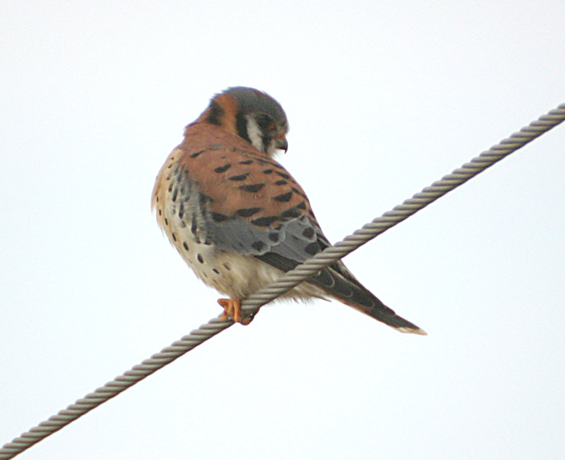 American Kestrel
