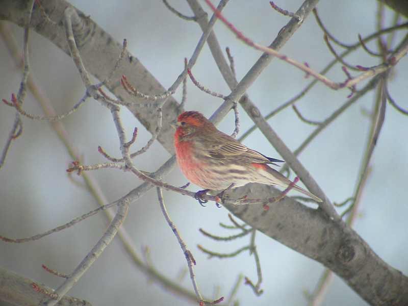 Male House Finch