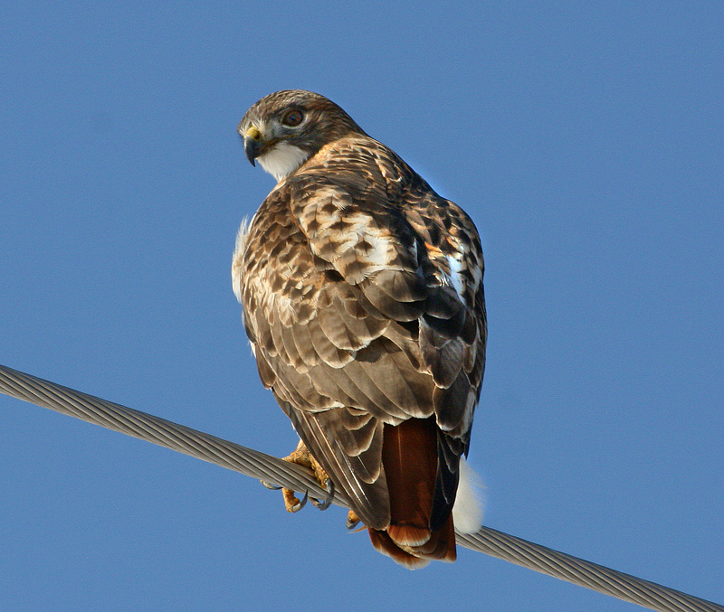 Red-Tailed Hawk