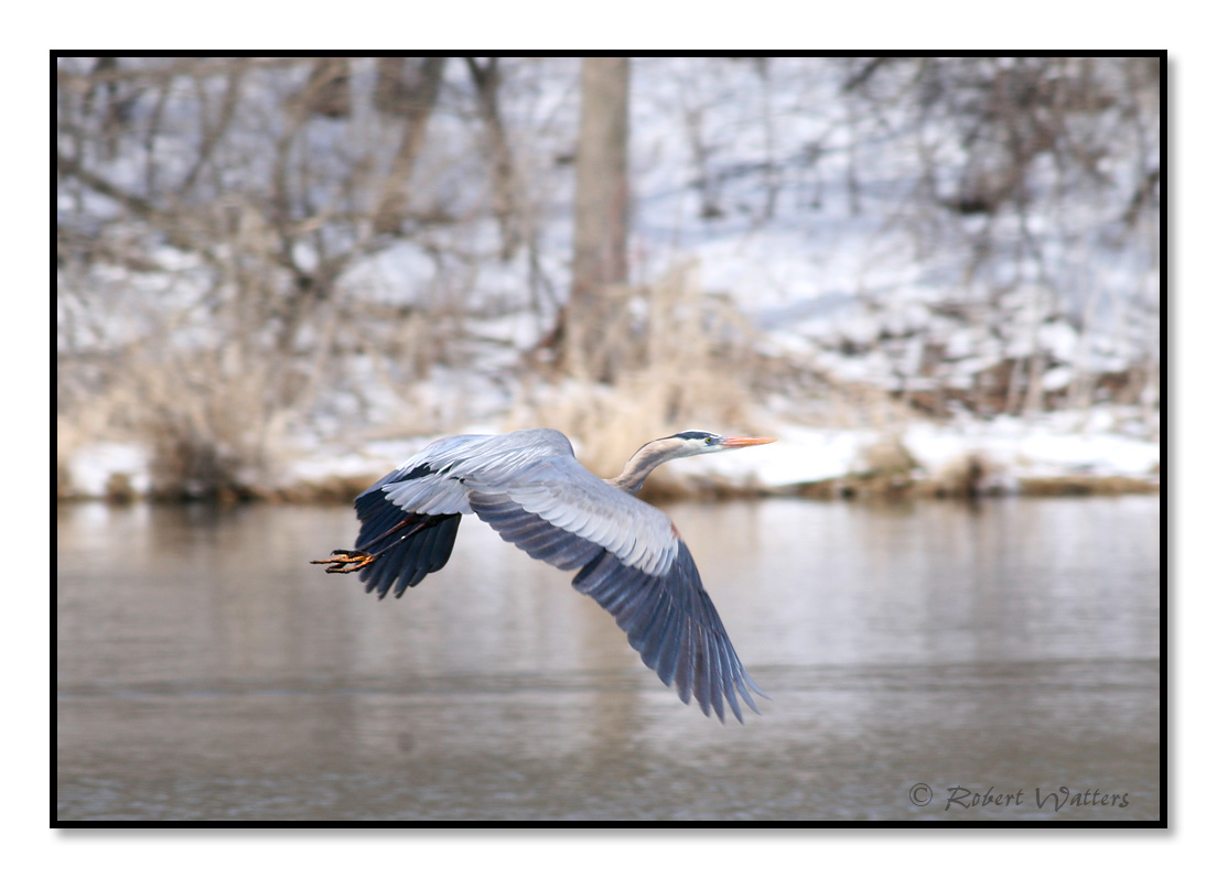 Great Blue Heron