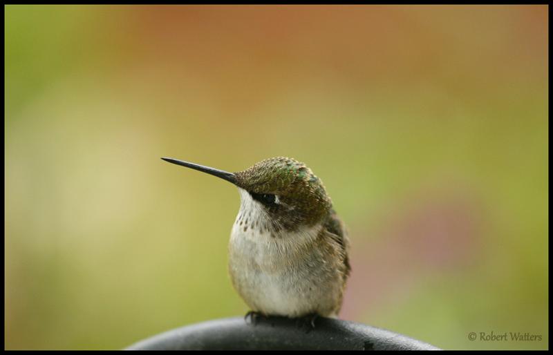 Hummer