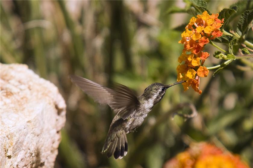 Back Yard Hummer
