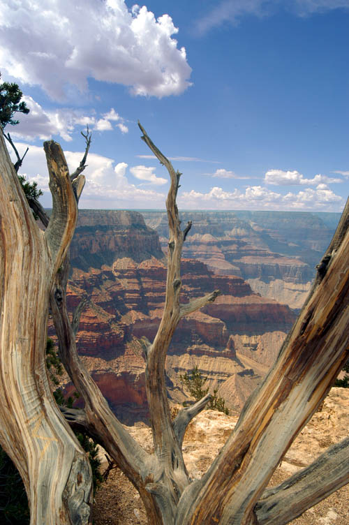 Grand Canyon View