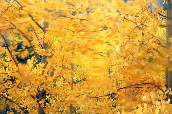 aspen dreams