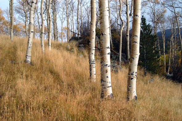 aspen grove