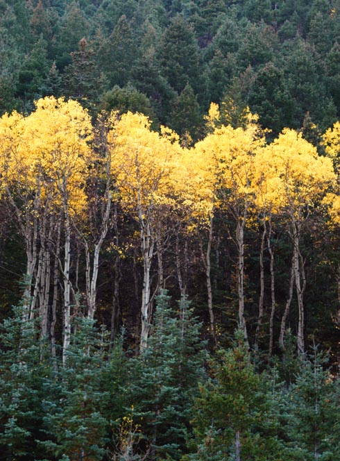 Aspen Stand